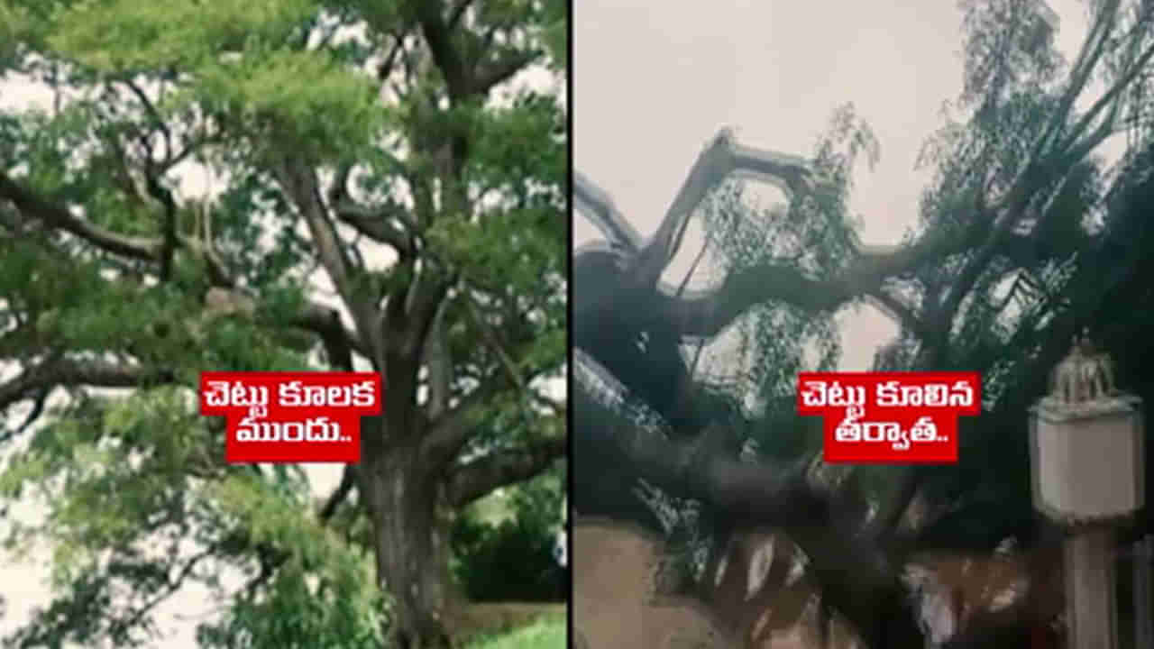 Movie Tree: 150 ఏళ్ల సినిమా చెట్టు కూలిపోయింది.. దీని హిస్టరీ తెలిస్తే స్టన్ అవ్వాల్సిందే