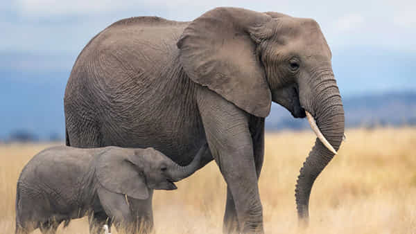 Elephants: మాంసం కోసం 900 ఏనుగులు, జీబ్రాలు, నీటి గుర్రాలు చంపేందుకు సర్కార్ ఉత్తర్వులు.. ఎక్కడంటే?