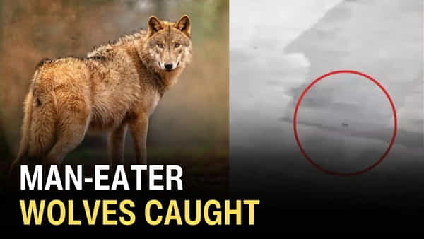 Man-Eater Wolves: నరమాంస భక్షనకు అలవాటుపడిన తోడేళ్లు.. భయం గుప్పిట్లో ఆ 30 గ్రామాల ప్రజలు