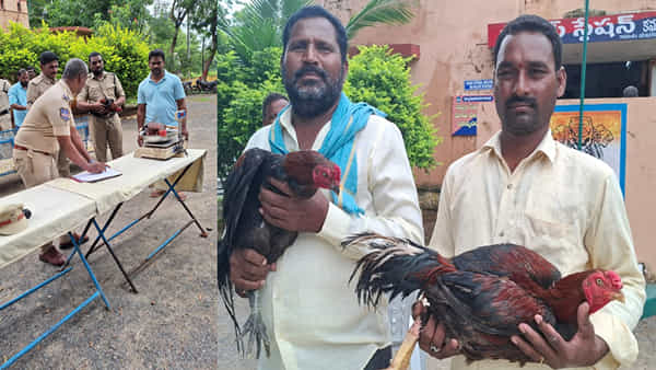 Telangana: పోలీస్ స్టేషన్లో పందెం కోళ్ల వేలం పాట.. చూసేందుకు ఎగబడ్డ జనం!