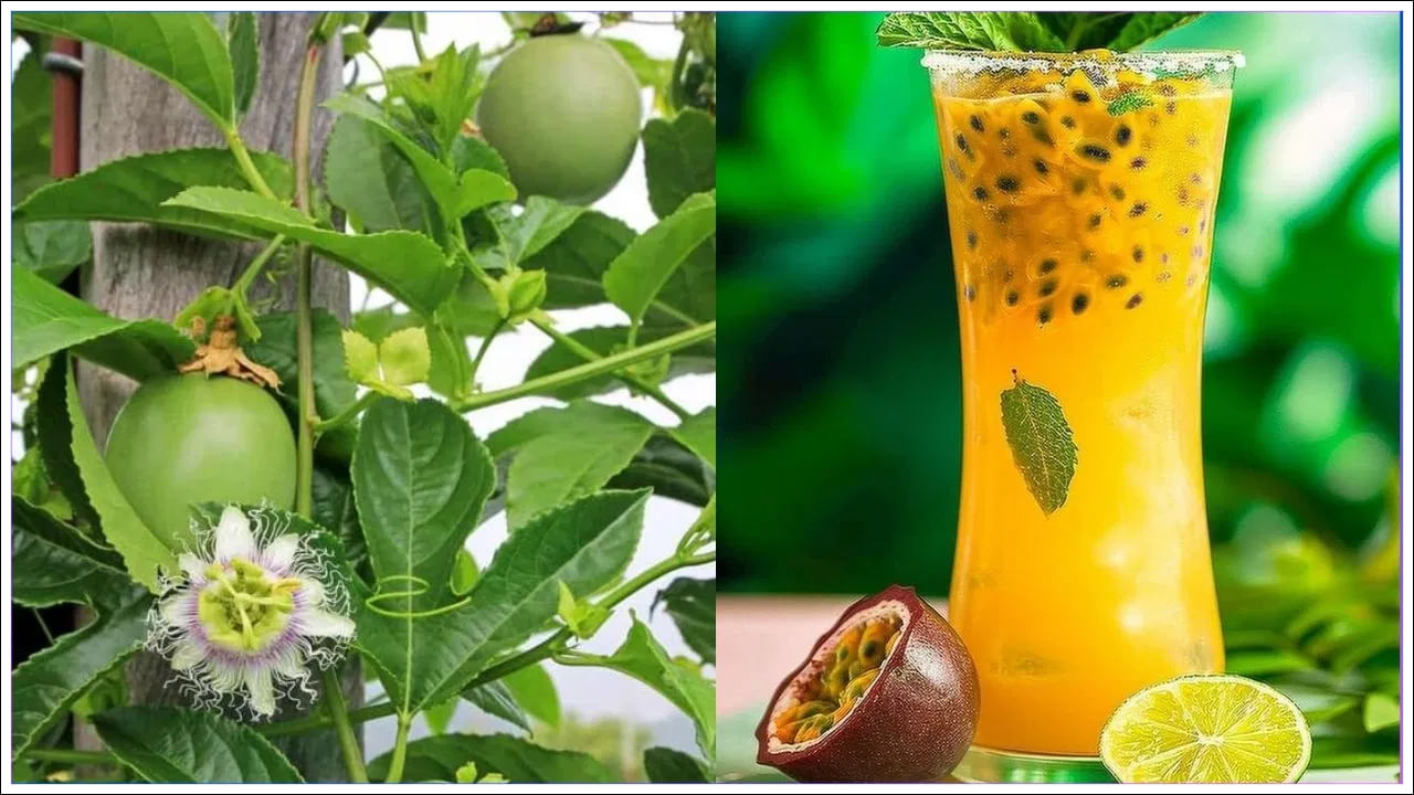 Passion Fruit Benefits: ఈ పండు గురించి మీకు తెలుసా? ప్రయోజనాలు ఏంటో తెలిస్తే ఆశ్చర్యపోతారు!