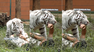 Watch: వామ్మో.. ఇదేం పిచ్చి తల్లీ..! ఈ మహిళ ఫోన్‌ కేసులో బతికున్న చీమలు..వీడియో చూస్తే అవాక్కే..