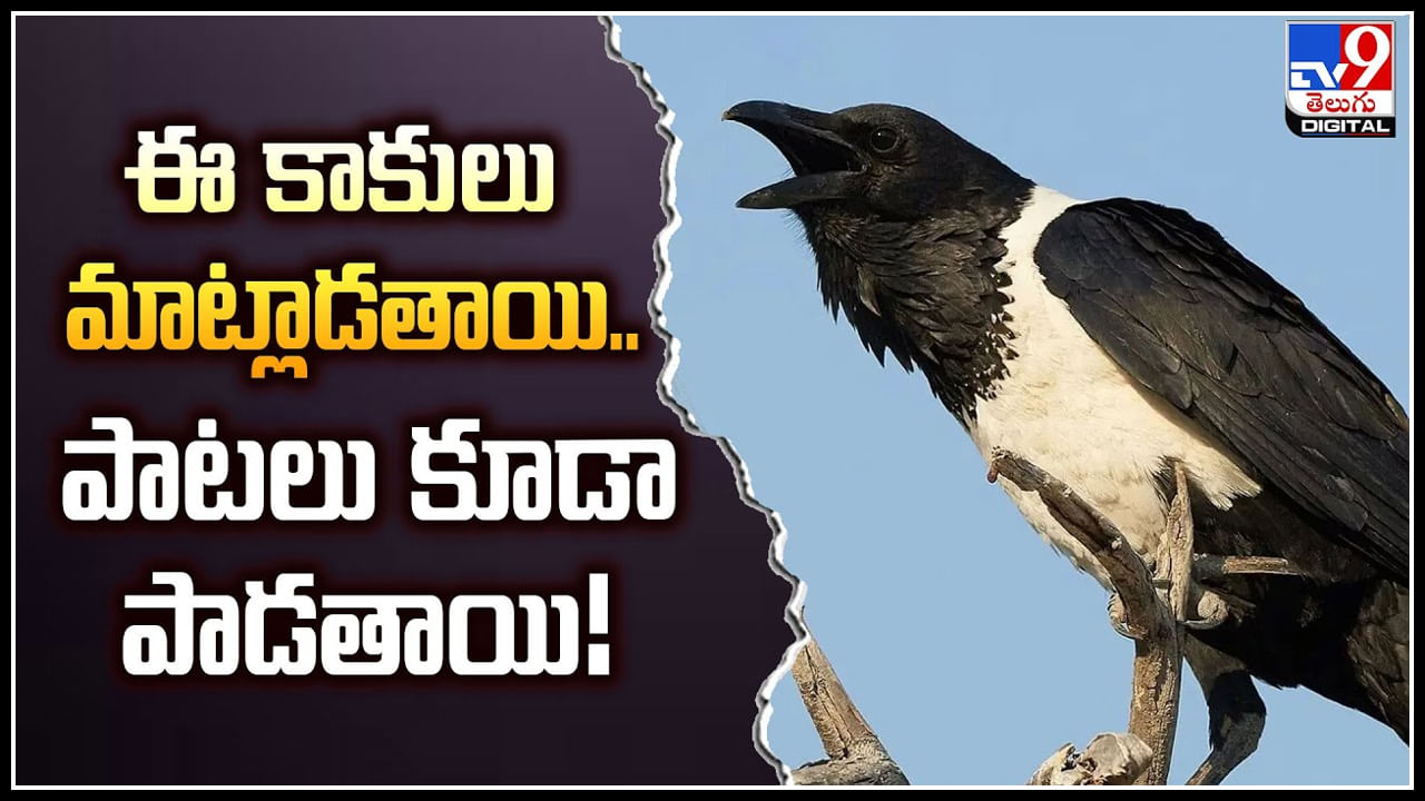 Pied Crow: ఈ కాకులు మాట్లాడతాయి.. పాటలు కూడా పాడతాయి.! చూశారా.?