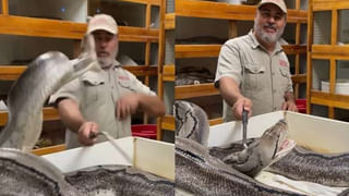 Viral Video: వంట గది నుంచి చప్పుళ్లు.. పిల్లి వచ్చిందేమో అని వెళ్లి చూడగా..