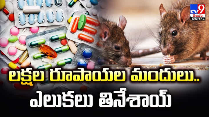 లక్షల రూపాయల మందులు.. ఎలుకలు తినేశాయ్ లక్షల రూపాయల మందులు.. ఎలుకలు తినేశాయ్