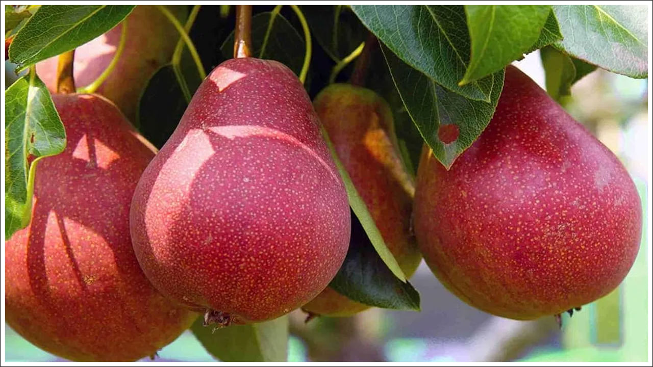 Red Pears: రెడ్‌ పియర్ పండ్ల గురించి మీకు తెలుసా? లెక్కలేనన్ని ప్రయోజనాలు!