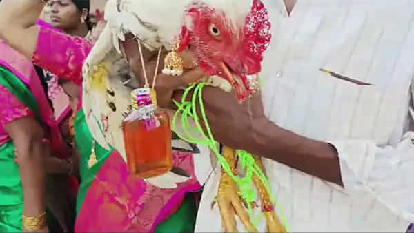నా అందం చూడుబావయ్యో..అంటున్న కోడిపుంజు.. చెవులకు కమ్మలు.. మెడలో మందుబాటిల్ ..