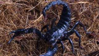 AP News: ఇలా చేశావేంటమ్మా..? ఆరు వేలకు శిశువును అమ్మేసిన తల్లి