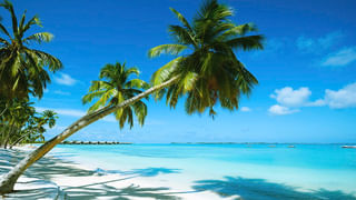 ABC Juice: ఏబీసీ జ్యూస్ తాగితే జరిగేది ఇదే..