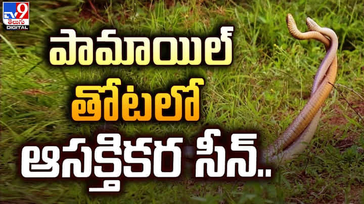 పామాయిల్ తోటలో జంటపాముల సయ్యాట.. ఆసక్తిగా చూసిన స్థానికులు పామాయిల్ తోటలో జంటపాముల సయ్యాట.. ఆసక్తిగా చూసిన స్థానికులు