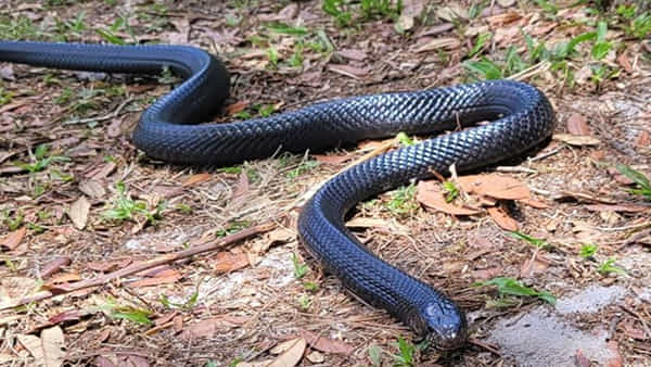 Blue Color Snake Video: అరుదైన నీలిరంగు పామును ఎప్పుడైనా చూశారా..? ఇదిగో ఆ వీడియో చూస్తే..