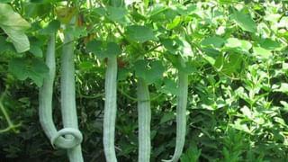 రోజూ కొన్ని లవంగాలు నమిలి తింటే శరీరంలో జరిగే ఈ మార్పులు ఊహించలేరు..! సర్వరోగాలకు ఇది దివ్యౌషధం..