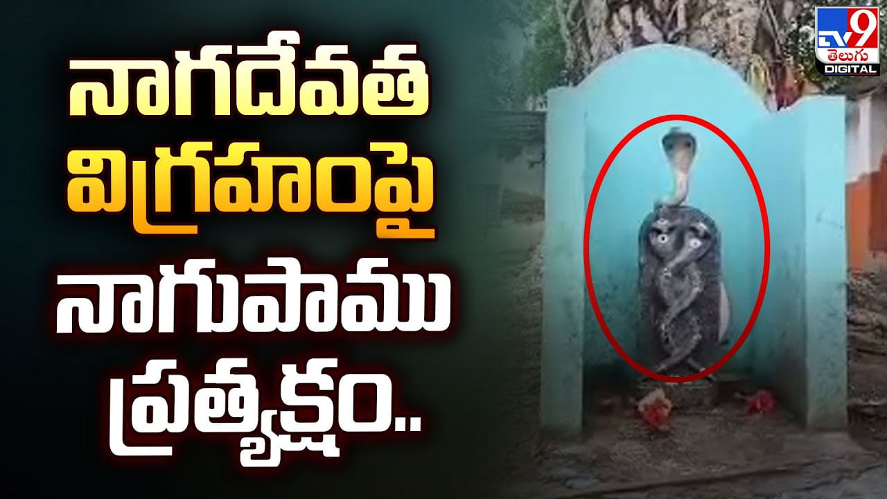 నాగదేవత విగ్రహంపై నాగుపాము ప్రత్యక్షం.. దేవుడి మహిమే నంటూ భక్తులు పూజలు