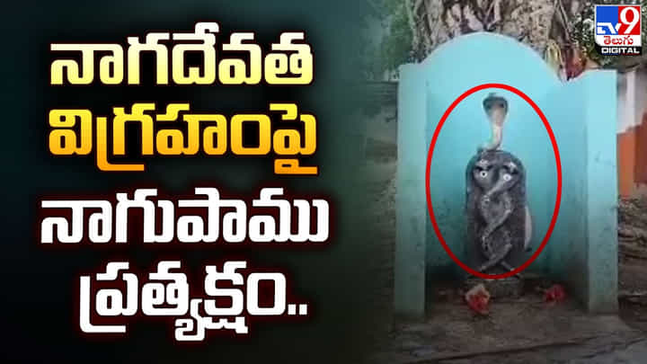 నాగదేవత విగ్రహంపై నాగుపాము ప్రత్యక్షం.. దేవుడి మహిమే నంటూ భక్తులు పూజలు నాగదేవత విగ్రహంపై నాగుపాము ప్రత్యక్షం.. దేవుడి మహిమే నంటూ భక్తులు పూజలు
