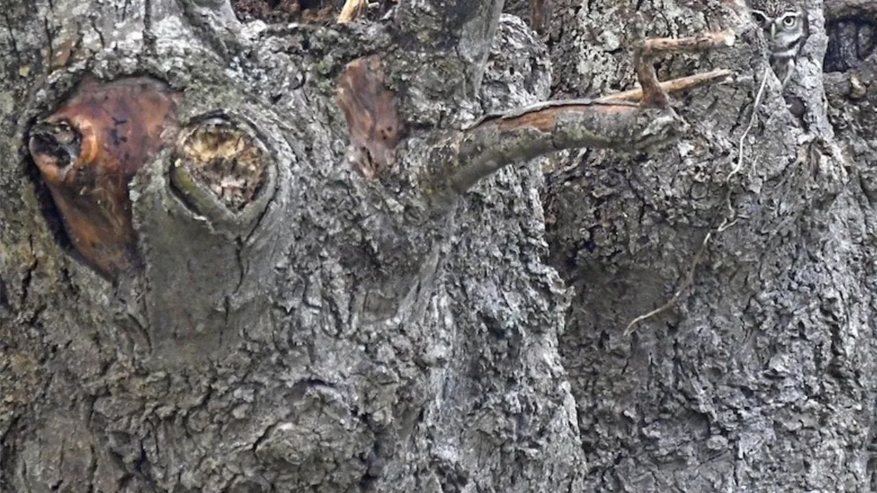 Optical Illusion: : మాంచి కిక్కిచ్చే పజిల్.. ఈ ఫోటోలో గుడ్లగూబను కనిపెడితే.. మీరు తోపే