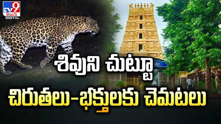 శివుని చుట్టూ చిరుతలు-భక్తులకు భయంతో చెమటలు శివుని చుట్టూ చిరుతలు-భక్తులకు భయంతో చెమటలు