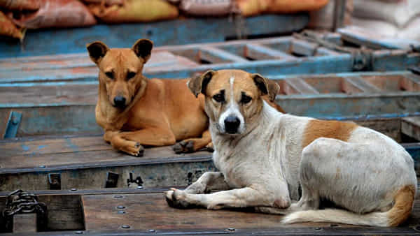 Stray Dog: పాలిచ్చే ఆవులను కరిచిన పిచ్చికుక్క.. ఆవు పాలను ఊరి జనానికి అమ్మిన యజమాని.. కట్చేస్తే 2 నెలల తర్వాత