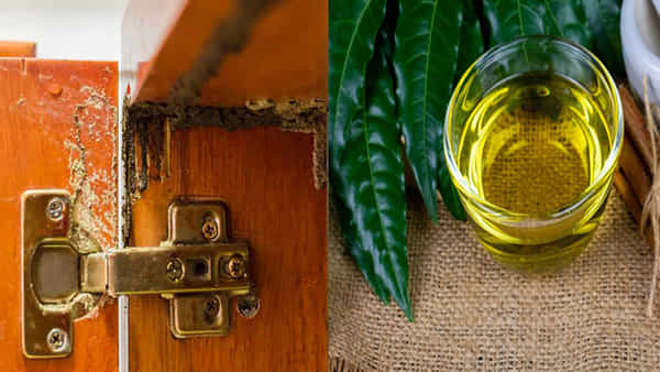 Kitchen Hacks: ఇంట్లో చెద ఇబ్బంది పెడుతోందా.. ఈ నేచురల్ టిప్స్ తో చెదపురుగుల నుంచి ఉపశమనం పొందండి..