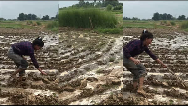 Watch Video: వామ్మో..ఈ అక్క ధైర్యానికి హ్యాట్సాఫ్ చెప్పాల్సిందే..! ఏకంగా కొండచిలువనే ఉరికించింది..
