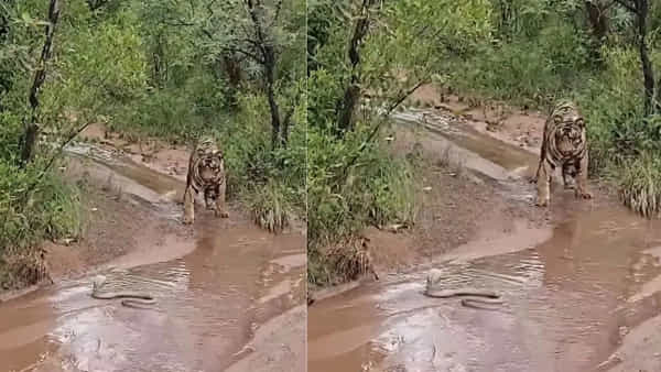 Watch: పడగవిప్పిన నాగుపాము బుసకొడుతూ ధమ్మీకి.. తోక ముడిచిన పెద్దపులి పరుగో పరుగు.. వీడియో చూస్తే అవాక్కే