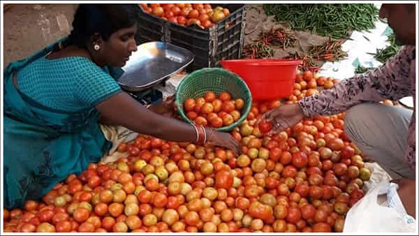 Tomato Price: వినియోగదారులకు గుడ్న్యూస్.. సగానికి పడిపోయిన టమోట ధర.. ప్రస్తుతం ఎంతంటే..