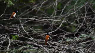Duvvada Srinivas: దువ్వాడ శ్రీను, నేను కలిసే ఉంటున్నాం.. సుప్రీం కోర్టే చెప్పింది.. తప్పేముంది : మాధూరి