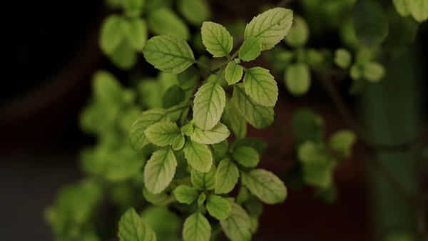 Health: ఉదయాన్నే ఇవి 4 ఆకులు చాలు.. మీకు డాక్టర్తో పని ఉండదు..