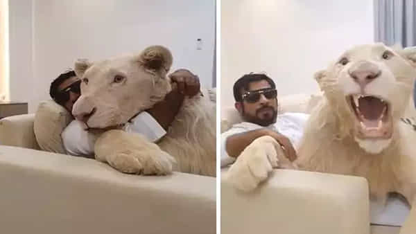 Pet Lion Viral Video: గాండ్రిస్తున్న సింహాన్ని చంటి బిడ్డలా ఎత్తుకున్నాడు.. కానీ చివరకు