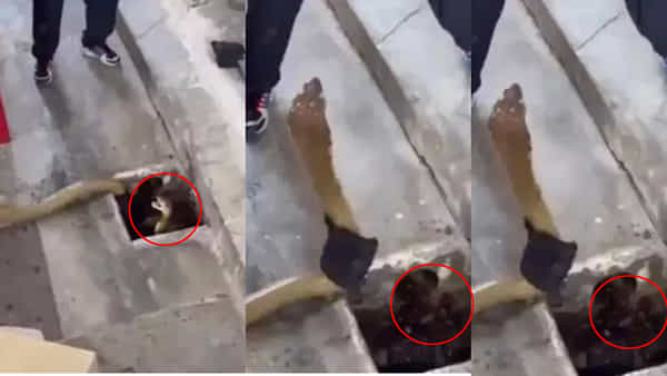 Viral Video: డ్రైనేజీ పైప్ గుండా కదులుతూ కనిపించిన వింత ఆకారం.. భయంగా వెళ్లి చూస్తే