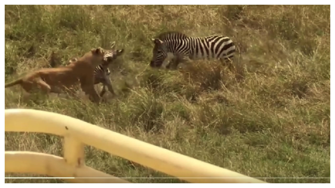 Viral Video: సింహం నుంచి తన బిడ్డను కాపాడుకున్న జీబ్రా.. వీడియో వైరల్..