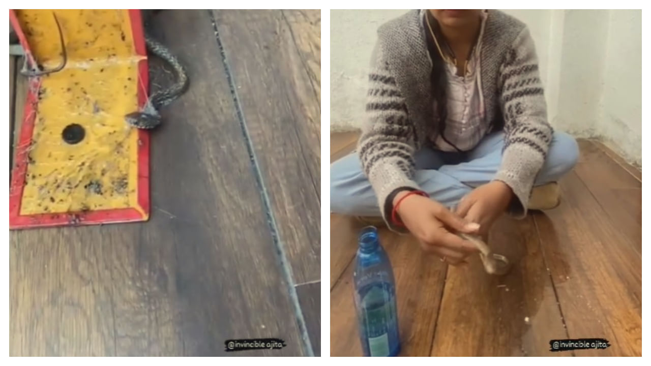 Viral Video: పాముకి ప్రాణభిక్ష పెట్టిన లేడీ స్నేక్ క్యాచర్ అజితా పాండే.. వీడియో వైరల్..