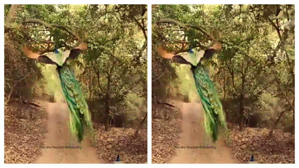 Viral Video: నెమలి చేసిన ఈ జంపింగ్కి ఎవరైనా సరే వావ్ అనాల్సిందే..