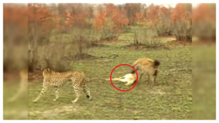 Watch: నాగమణిని కాపాడుతున్న కింగ్ కోబ్రా.. అస్సలు నమ్మలేని అరుదైన దృశ్యం! వీడియో వైరల్‌