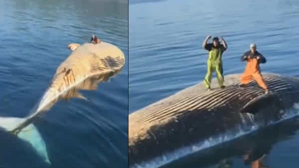 Viral Video: వీళ్లు అసలు మనుషులేనా..! చనిపోయిన తిమింగలంపై డ్యాన్స్ .. వీడియో వైరల్