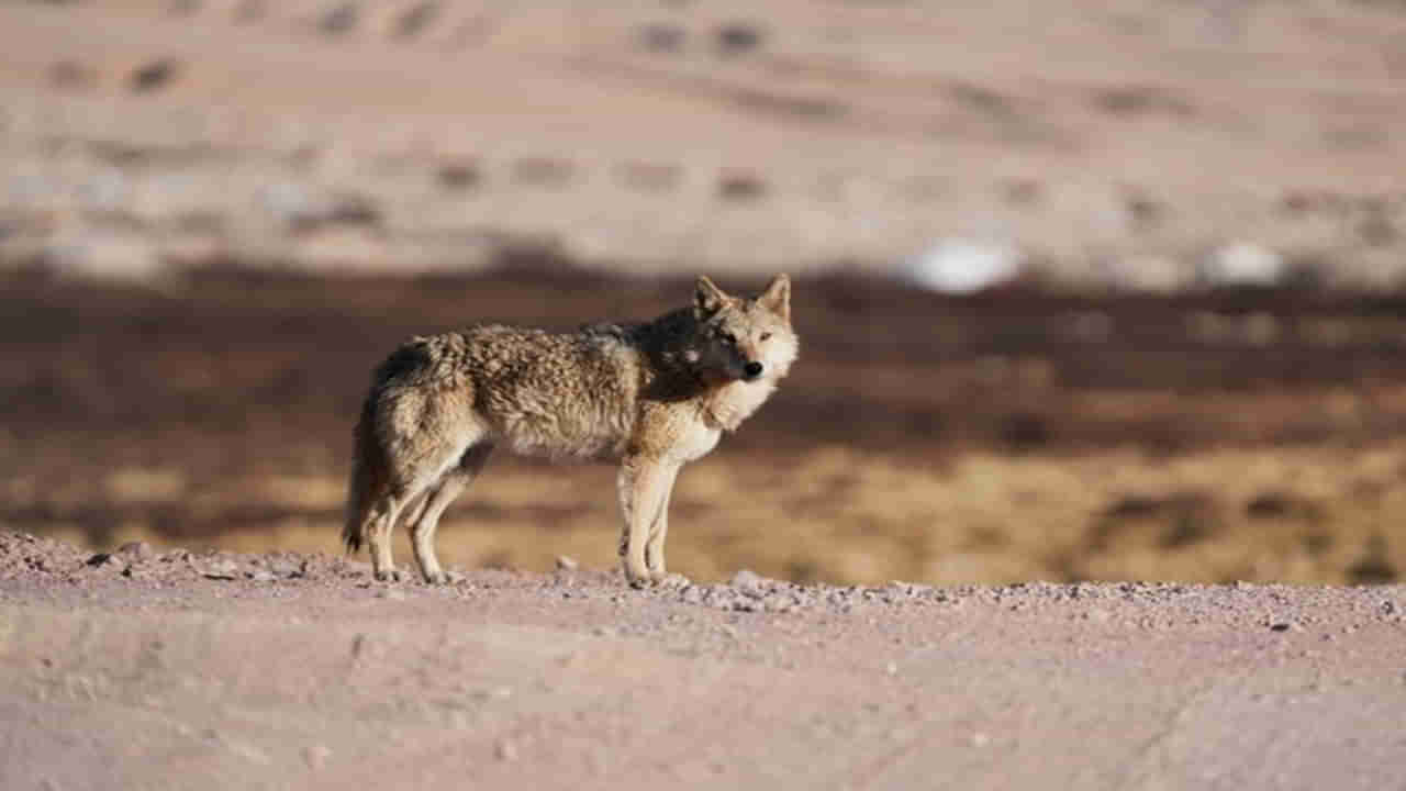 Wolf Terror: బహ్రైచ్‌లో బీభత్సం సృష్టిస్తున్న ఒంటరి తోడేలు.. నిద్రిస్తున్న బాలికపై దాడి.. పరిస్థితి విషమం