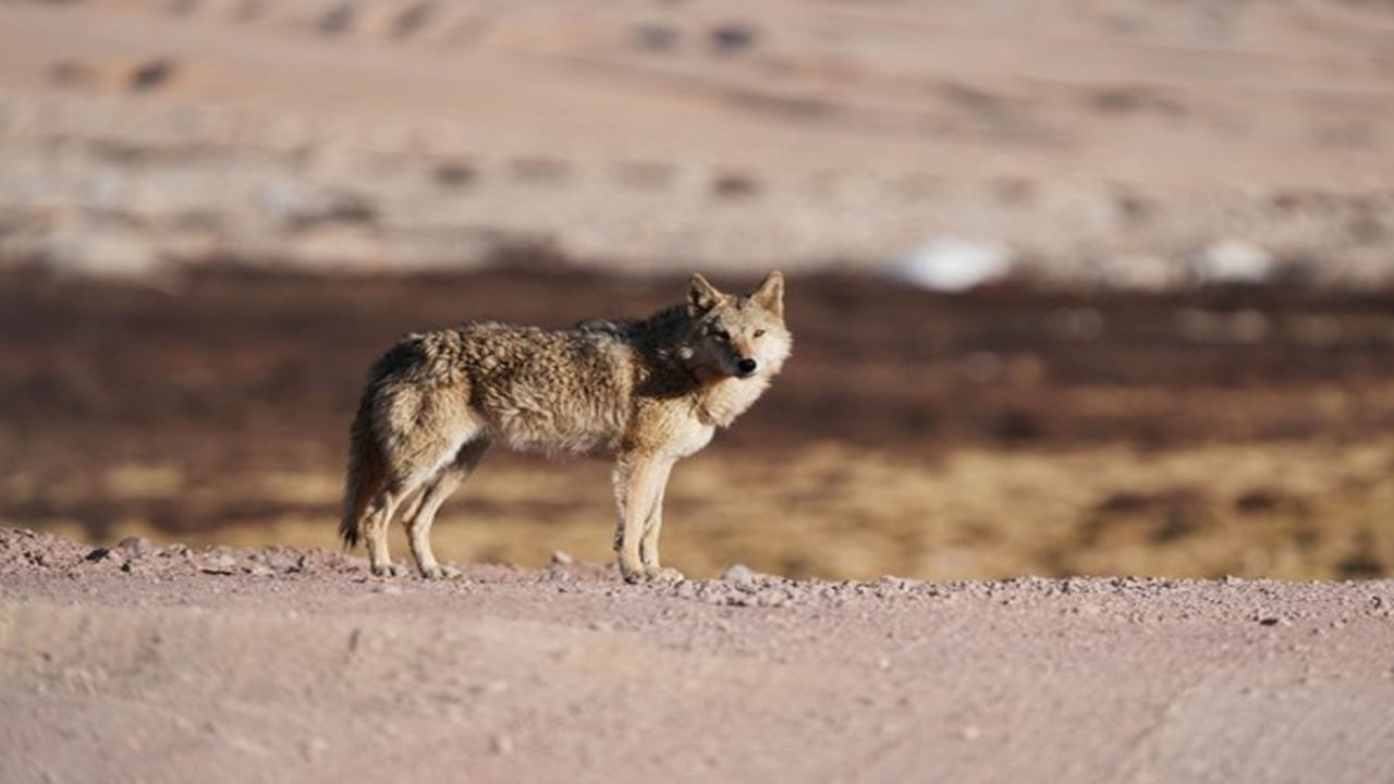 Wolf Terror: బహ్రైచ్‌లో బీభత్సం సృష్టిస్తున్న ఒంటరి తోడేలు.. నిద్రిస్తున్న బాలికపై దాడి.. పరిస్థితి విషమం