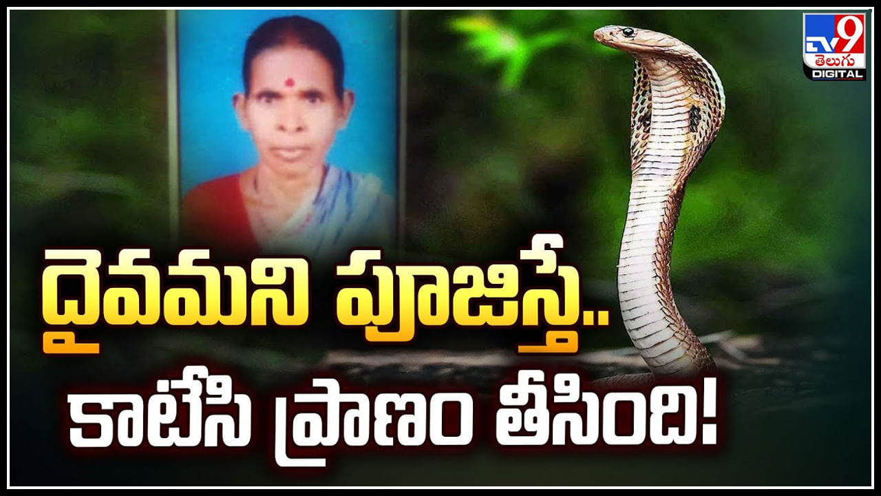 Snake Viral Video: దైవమని పూజిస్తే.. కాటేసి ప్రాణం తీసింది.! వీడియో వైరల్.