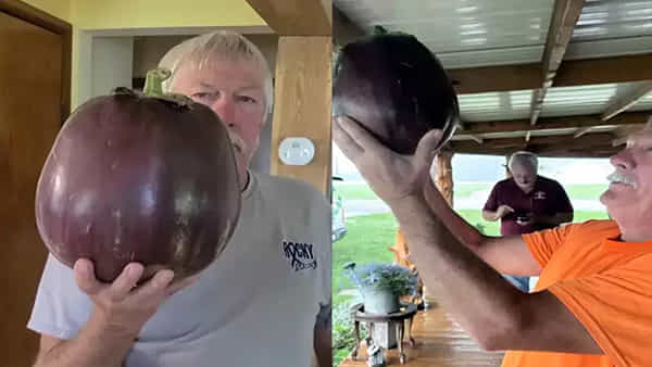 బాబోయ్.. ప్రపంచంలోనే అతిపెద్ద వంకాయ.. ఏకంగా గిన్నిస్ రికార్డులో కెక్కింది.. బరువెంతో తెలిస్తే అవాక్కే..!