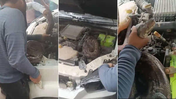Viral Video: కారు బానెట్ ఓపెన్ చేసిన మెకానిక్కు షాక్.. లోపల ఏం ఉందో చూస్తే కళ్లు బైర్లు కమ్మాల్సిందే..