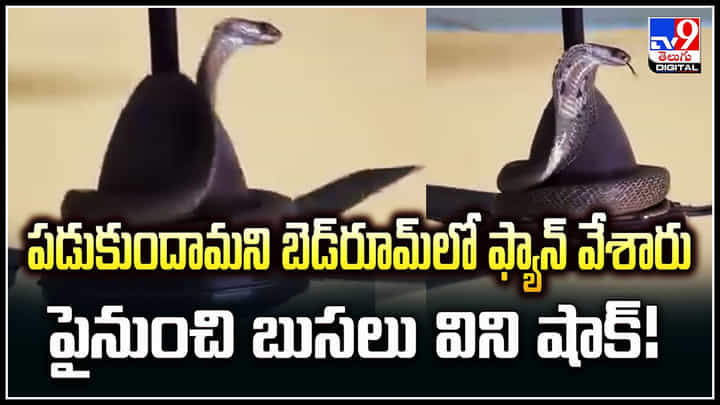Snake on fan: పడుకుందామని బెడ్రూమ్లో ఫ్యాన్ వేశారు.. పైనుంచి బుసలు విని షాక్.! Snake on fan: పడుకుందామని బెడ్రూమ్లో ఫ్యాన్ వేశారు.. పైనుంచి బుసలు విని షాక్.!