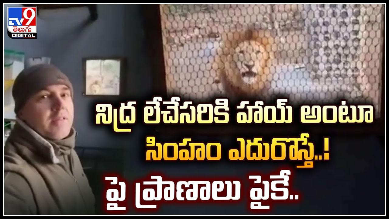 Lion Video: నిద్ర లేచేసరికి హాయ్ అంటూ సింహం ఎదురొస్తే.! అదిరిపోయే వీడియో..