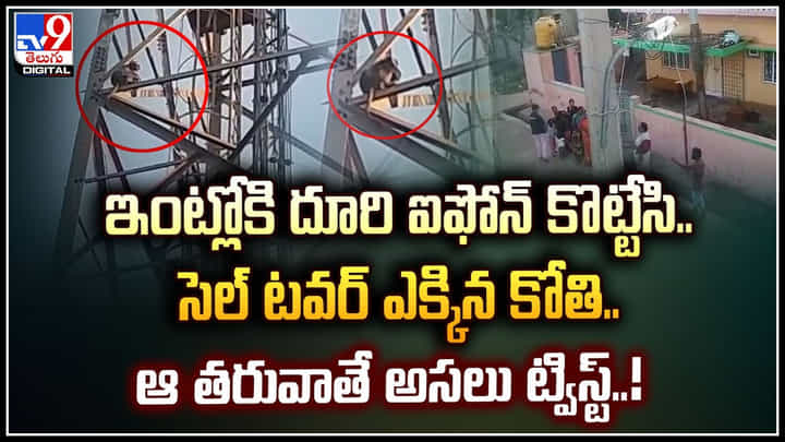 Monkey Viral: ఇంట్లోకి దూరి ఐఫోన్ కొట్టేసి.. సెల్ టవర్ ఎక్కిన కోతి.. ఆ తరువాతే అసలు ట్విస్ట్.! Monkey Viral: ఇంట్లోకి దూరి ఐఫోన్ కొట్టేసి.. సెల్ టవర్ ఎక్కిన కోతి.. ఆ తరువాతే అసలు ట్విస్ట్.!