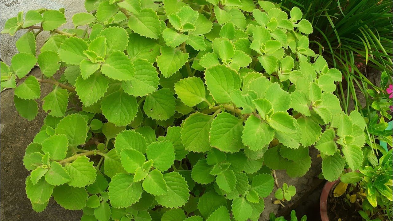 Ajwain Leaves: పిచ్చి ఆకులు అనుకుంటున్నారా.. ఇవి చేసే మ్యాజిక్ అంతా ఇంతా కాదు..