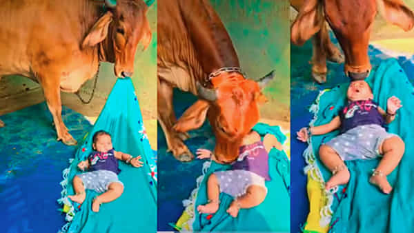 Watch: నెలల పసికందుకు అమ్మగా మారిన ఆవు.. ఏం చేసిందో చూస్తే అవాక్కే..!