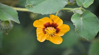 Health: ఈ ఆకు తింటే చాలు కిడ్నీలో కంకరరాయి ఉన్నా కరగాల్సిందే….