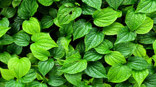 Ajwain Leaves: పిచ్చి ఆకులు అనుకుంటున్నారా.. ఇవి చేసే మ్యాజిక్ అంతా ఇంతా కాదు..