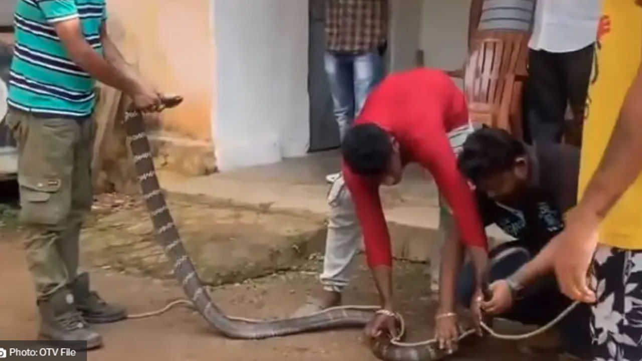 Watch: ఓరీ దేవుడో ఒళ్లు గగుర్పొడిచే దృశ్యం..! ఇంట్లోకి దూరిన 11 అడుగుల కింగ్ కోబ్రా.. పట్టుకోబోతే ఇలా..