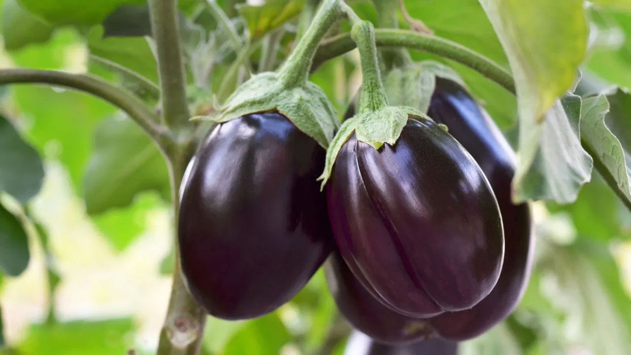 చెడు జీర్ణక్రియ: గ్యాస్, అజీర్ణం వంటి జీర్ణ సమస్యలు ఉన్నవారు వంకాయ తినకుండా ఉండాలి. ఇలాంటి పరిస్థితుల్లో వంకాయ తింటే జీర్ణ సమస్యలు పెరుగుతాయి. కాబట్టి పేలవమైన జీర్ణక్రియ లేదా గ్యాస్ లేదా అసిడిటీ ఉన్నవారు వంకాయ తినకుండా ఉండటం మంచిది.