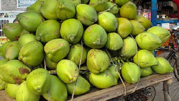 Business Idea: తాగి పడేసిన కొబ్బరి బోండాలతో భారీగా ఆదాయం.. ఒక్కసారి పెట్టుబడి పెడితే చాలు