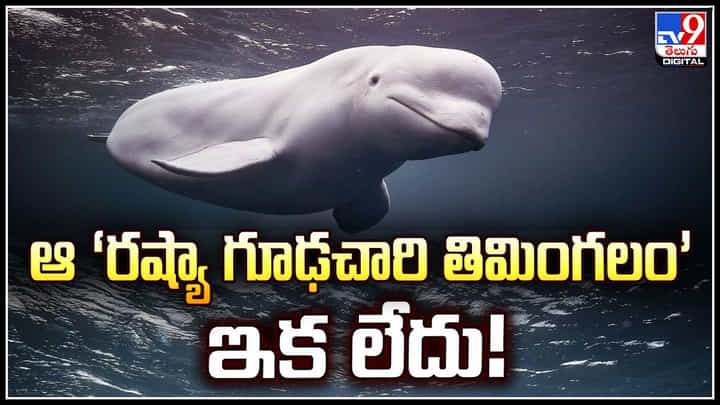 Russian Spy: ఆ ‘రష్యా గూఢచారి తిమింగలం’ ఇక లేదు.! నార్వే ప్రజలకు బాగా మచ్చికైన బెలుగా.. Russian Spy: ఆ ‘రష్యా గూఢచారి తిమింగలం’ ఇక లేదు.! నార్వే ప్రజలకు బాగా మచ్చికైన బెలుగా..